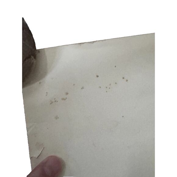 VTG San Diego Zoo Koala Poster Frye & Smith Studios 1960s Offset California READ - Picture 7 of 16